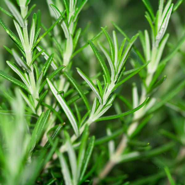 Rosemary Oil